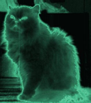 childhood cat